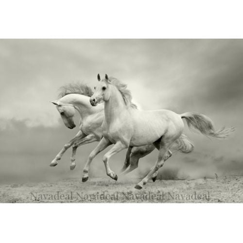Modern Charming White Horse Art Decorative Drawing Canvas Wall Poster Picture