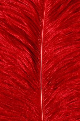 Modern Art Fantasy Wild Red Feather Decorative Painting Canvas Poster Picture