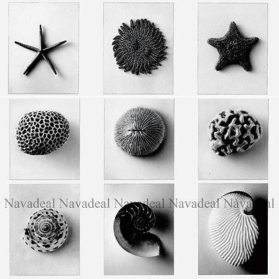 Sea Ocean Creatures Starfish Coral Shell Art Decor Canvas Wall Poster Picture