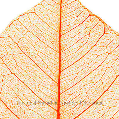 Vintage Orange Wood Tree Plant Leaf Art Decorative Canvas Wall Poster Picture
