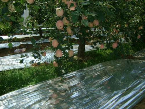 Hydroponic Plant Garden Wall Mylar Film Covering Sheet Highly Reflective 82"x47"
